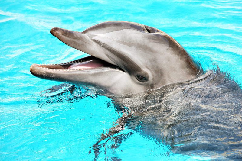 Dolphin Tours on Anna Maria Island