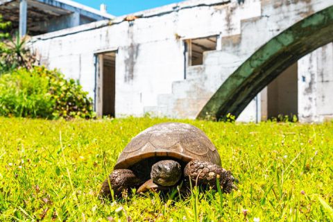 A turtle on Egmont Key