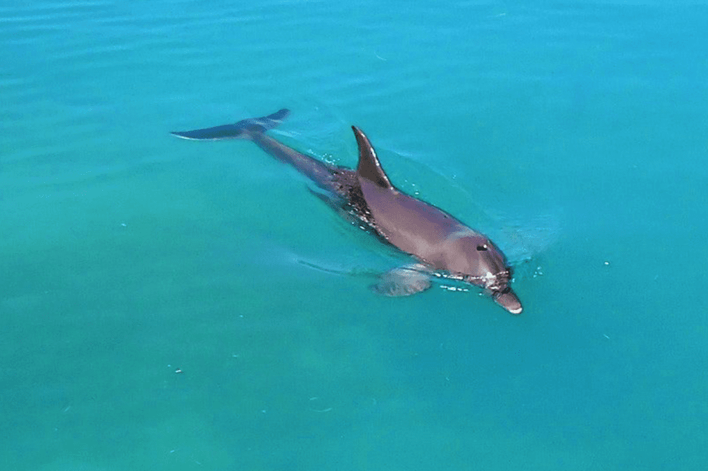 Fun Private Dolphin Sandbar Boat Tour