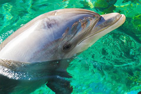 Anna Maria Island Dolphin Tours